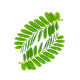 PHYLLANTHI